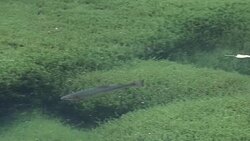 Trout in the water Stock Footage