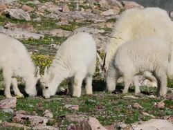 MS Shot of mountain goat kids grazing on tundra wildflowers / Idaho Springs, Colorado, United States Stock Footage