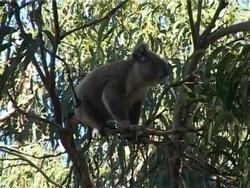 Koala sitting on a gum tree Stock Footage
