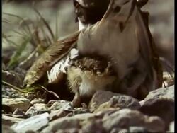 CU Killdeer, Charadrius vociferus chicks, emerging from underneath mother on rocky ground, USA Stock Footage
