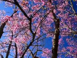 Dolly Shot: Spring Pink Cherry Blossoms with Blue Sky Backgrounds Stock Footage