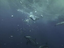 Dolphins swimming, underwater view Stock Footage