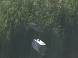 Great blue heron 2  1080/60i Stock Footage