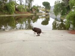 Labrador Plays With Stick Stock Footage