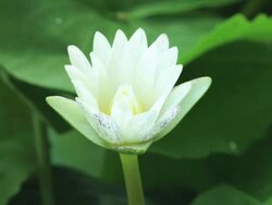 White Water Lily Stock Footage