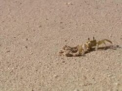 MS Crab on the sand beach / Brightown, Barbados Stock Footage