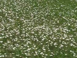 Sliding daisies, lawn background Stock Footage