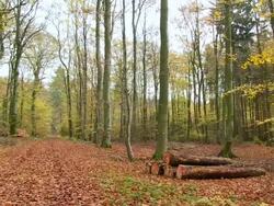 MS PAN Shot of cutted trees at autumnal woodland / Orscholz, Saarland, Germany Stock Footage