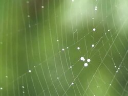 Dew drops in Spider web Stock Footage