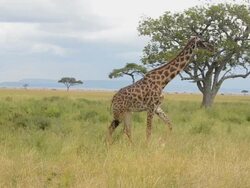 MS Giraffe at grass / Serengeti National Park, Tanzania Stock Footage