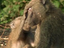 baboon monkey lousing Stock Footage