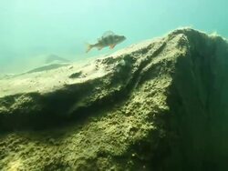 Freediver watching couple of perch underwater Stock Footage