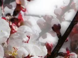 APPLE BLOSSOM : close-up, unilateral (seamless loopable) Stock Footage