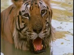 CU Royal Bengal tiger, Panthera tigris tigris, lying in waterhole, Bandhavgarh National Park, India Stock Footage
