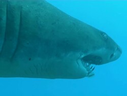 CU PAN Shot of Single spotted ragged tooth shark swimming around reef with remora attached and algae growing on teeth / Sodwana Bay, KwaZulu Natal, South Africa Stock Footage