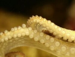 Octopus in the Abyss Stock Footage