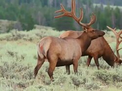 MS Shot of bull elk grazing in sagebrush, stops to pose / Tetons, Colorado, United States Stock Footage