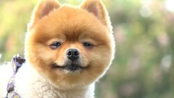 slow motion, close-up face pomeranian dog Stock Footage