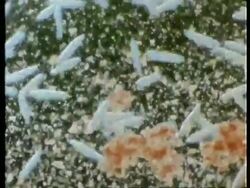 Microscopic view of Paramecium Stock Footage