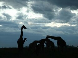 giraffe Stock Footage