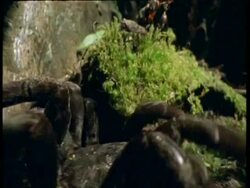 BCU Track right, Tarantula walking across forest floor, Amazon Stock Footage
