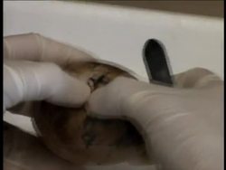 Lonesome George, the giant Galapagos tortoise will live up to his name, at least for now.  (Dec. 10) News Clip