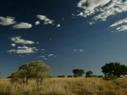Timelapse classic African clouds over grassy landscape with trees, pan across, Kalahari, South Africa Stock Footage