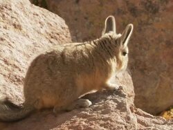 CU Shot of young Viscacha, Lagidium viscacia hopping about on rocks in high Andes mountains / San Pedro de Atacama, Norte Grande, Chile Stock Footage