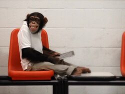 Chimp Casual Wi-Fi Stock Footage
