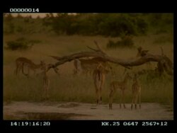 MS herd of Impala (Aepyceros melampus) grazing, calves leaping/pronking Stock Footage