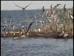 With oil pushing at least 12 miles into Louisiana's marshes and two major pelican rookeries now coated in crude, Gov. Bobby Jindal says the state is working on chain of sand berms that would skirt the state's coastline. News Clip