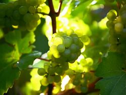 White Grapes in the Sunlight CU Stock Footage