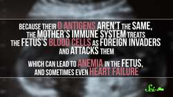 How Can One Person's Blood Save 2 Million Babies? Instructional Video