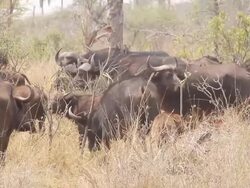 MS Shot of  large group of wildebeest grazing in tall grass / ghanzi district, ghanzi district, botswana Stock Footage