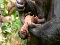 MCU zoom out to MS, Chimpanzee mother sniffing/inspecting baby, Second adult also inspecting it Stock Footage