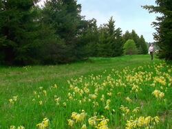 Young Girl Jogging in the Woods Stock Footage