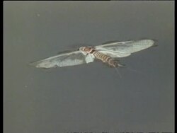 Dead wingedTermite floating on water surface, both wings outstretched in water, drowned, India Stock Footage