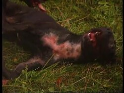 Russia - Dog fighting News Clip
