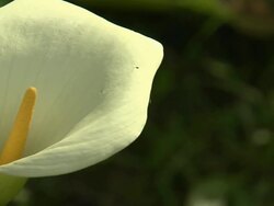 fiore bianco calla Stock Footage