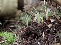 CU Extraction of sex herb / Durma, Banke District, Nepal Stock Footage