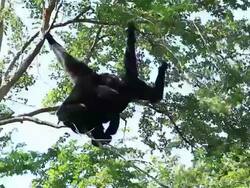 Two Gibbons Fighting on Tree Stock Footage