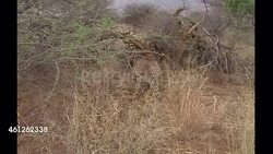 Cheetahs on a cheetah reserve in Namibia News Clip
