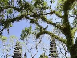 MS PAN Shot of Pura Taman Ayun temple surrounded by tree / Mengwi, Bali, Indonesia Stock Footage