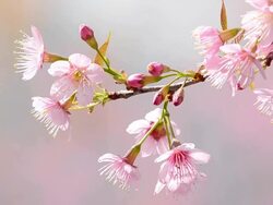 Cherry blossom Stock Footage