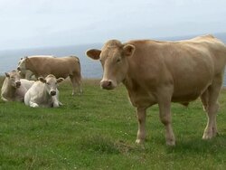 Cows Stock Footage
