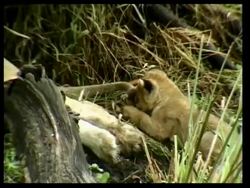 Lion cub playing with mother's tail Stock Footage