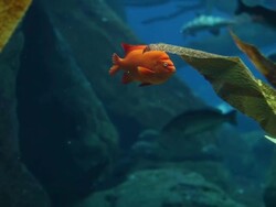 Red marine fish Stock Footage