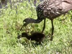 Limpkin Chick Eating A Snail Stock Footage