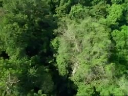 Aerial over Panama rainforest, Barro Colorado Island (BCI).  Panama. Stock Footage