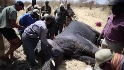 CLEAN : Elephants in Chad outfitted with GPS colla News Clip